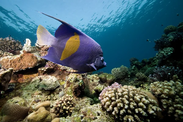 Peixe-anjo-amarelo e oceano — Fotografia de Stock