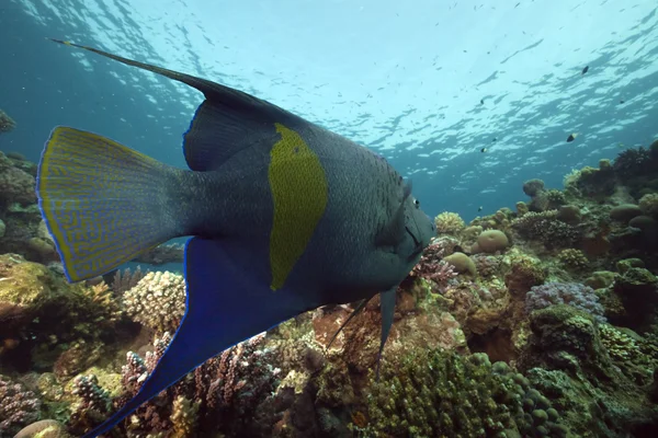 Yellowbar angelfish and ocean — Stock Photo, Image