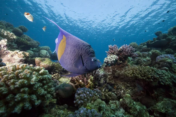 Barra gialla pesce angelo e oceano — Foto Stock