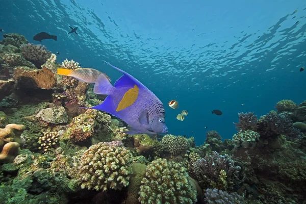 Yellowbar angelfish and ocean — Stock Photo, Image