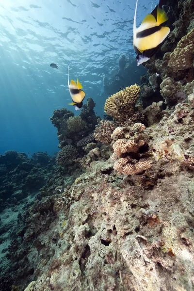 Oceán a bannerfish — Stock fotografie