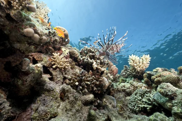 Lionfish και κοράλλια — Φωτογραφία Αρχείου