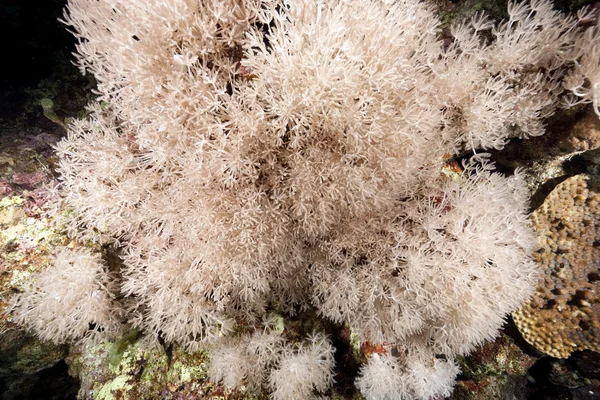 Груба шкіра коралові — стокове фото
