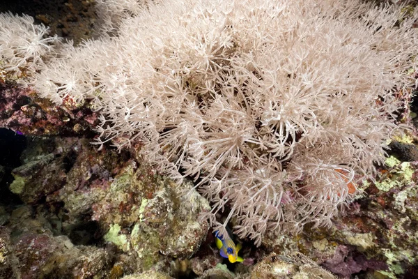 Kaba deri mercan — Stok fotoğraf
