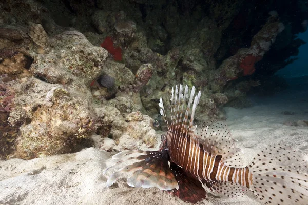 Lionfish és korall — Stock Fotó