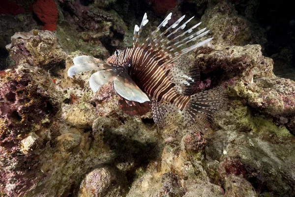 Lionfish en koraal — Stockfoto