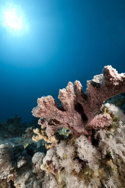 Oceano e esponja — Fotografia de Stock