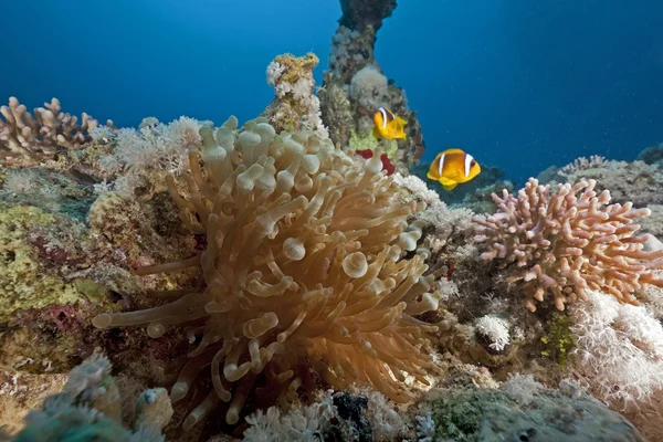Anemoni ja anemonefish — kuvapankkivalokuva