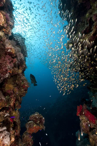 황금색 감미료와 바다 — 스톡 사진
