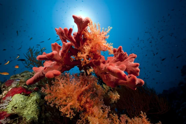 Рыба, кораллы и океан Лицензионные Стоковые Изображения