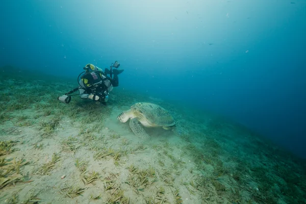 Grüne Schildkröte und ein Unterwasserfotograf Stockfoto