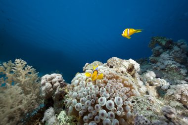 okyanus, mercan ve kabarcık anemon