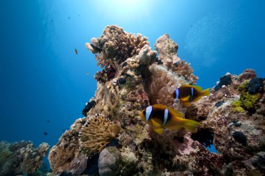 anemon, okyanus ve mercan