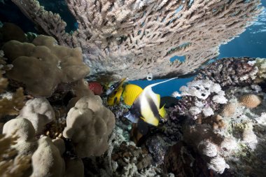 okyanus, mercan ve balık