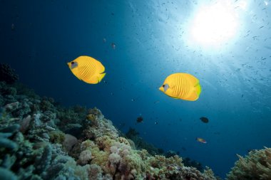 butterflyfish, okyanus ve mercan