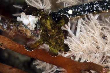 boyalı frogfish