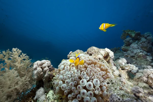 海洋、 珊瑚礁和气泡海葵 — 图库照片
