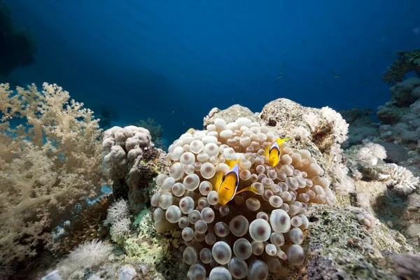 Oceano, coral e anêmona bolha — Fotografia de Stock