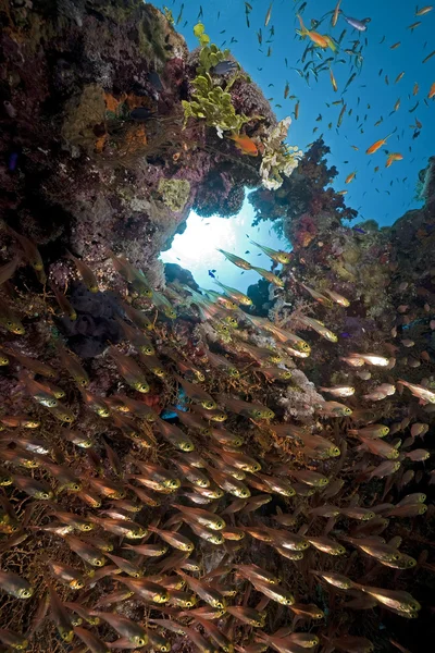 Oceano, coral e peixe — Fotografia de Stock