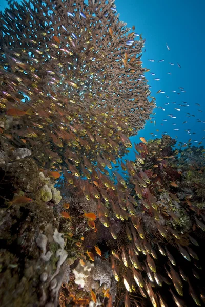 Ocean, coral și pește — Fotografie, imagine de stoc