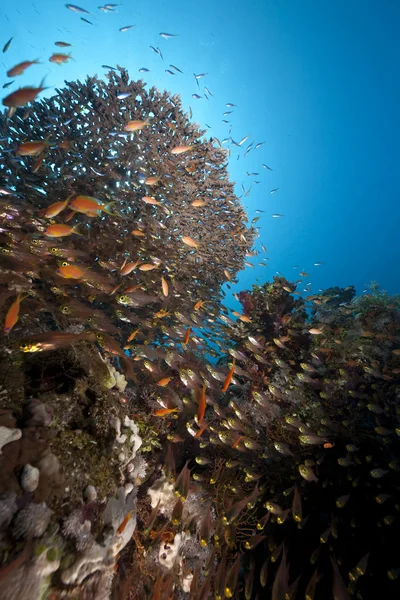 Oceano, corallo e pesce — Foto Stock
