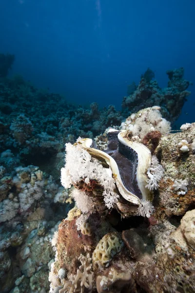 Океан, кораллы и гигантские моллюски — стоковое фото