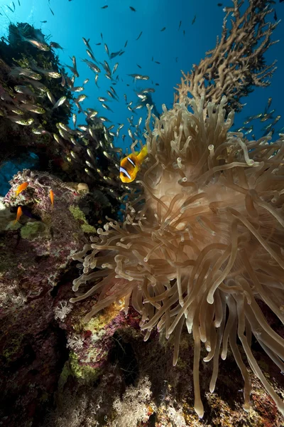 Anemone en Oceaan — Stockfoto
