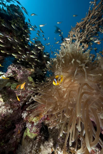 Anemone en Oceaan — Stockfoto