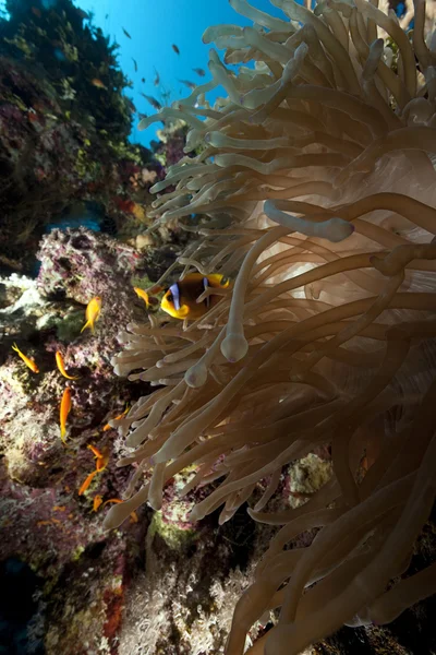 Anemone e oceano — Foto Stock
