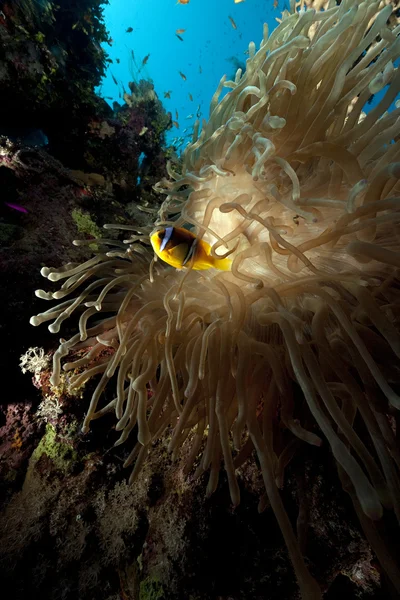 Anemone och havet — Stockfoto