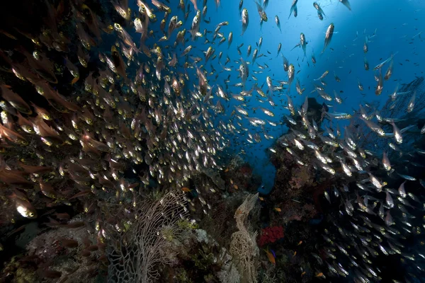 Ocean, korálů a zlatý zametače — Stock fotografie