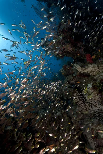 海、珊瑚、黄金色の掃除機 — ストック写真