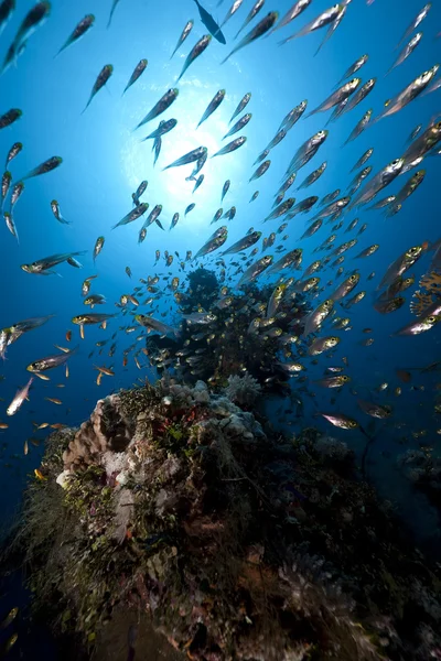 Spazzatrici oceaniche, coralline e dorate — Foto Stock