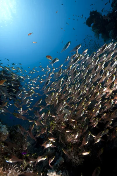 Oceano, corais e varredores dourados — Fotografia de Stock
