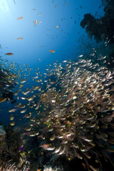 Óceán, korallok és a golden seprőgépek — Stock Fotó