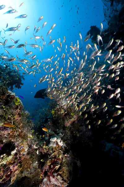 Okyanus, mercan ve altın süpürgeler — Stok fotoğraf