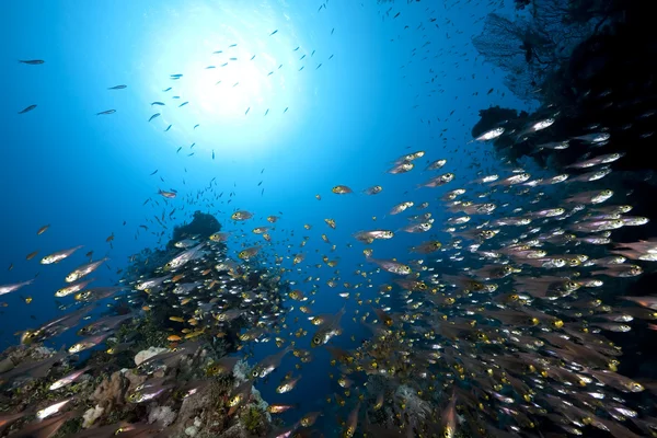 Океан, корали і золоті прибиральники — стокове фото