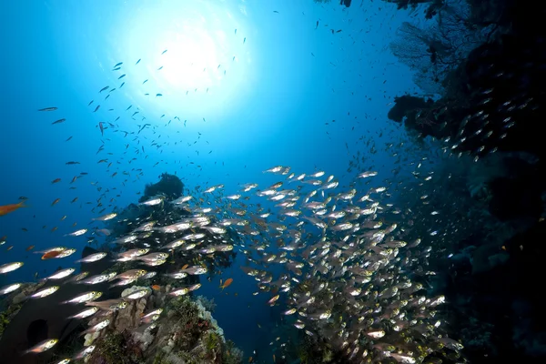 Okyanus, mercan ve altın süpürgeler — Stok fotoğraf
