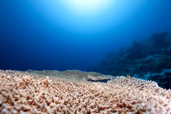 Tavola corallo e oceano — Foto Stock