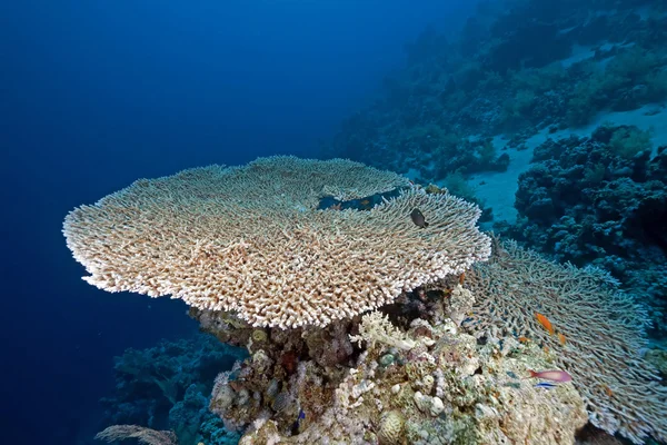 Tabell korall och havet — Stockfoto