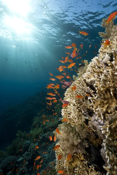 Océano, coral y peces —  Fotos de Stock