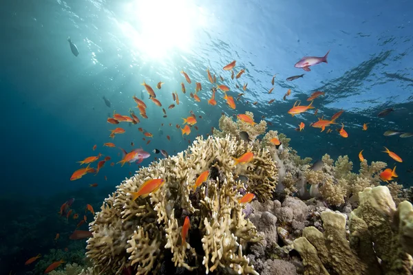 Океан, кораллы и рыба — стоковое фото