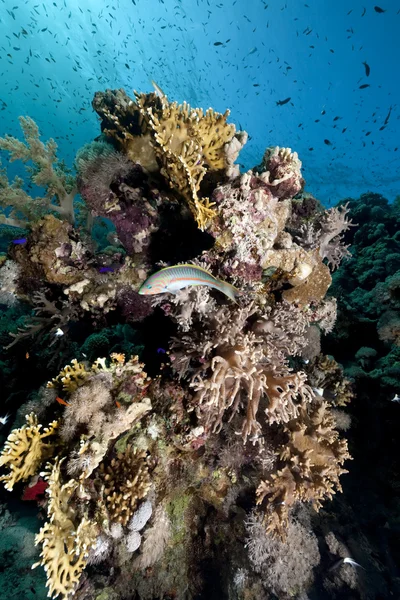 stock image Ocean,coral and fish