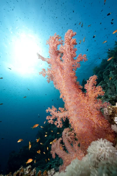 Oceano, corais e peixes — Fotografia de Stock