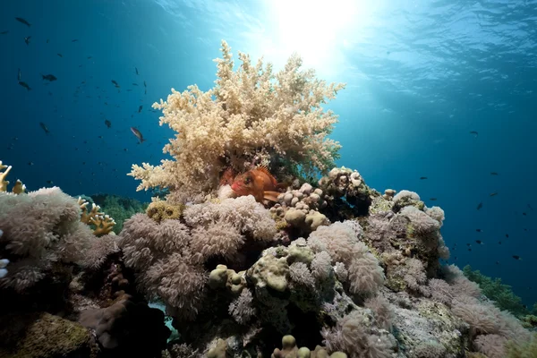 Oceán, korály a ryby — Stock fotografie