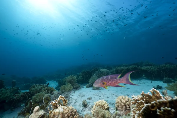 Óceán, korall és hal — Stock Fotó