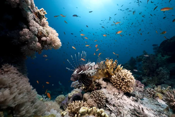 海洋、珊瑚和鱼类 — 图库照片