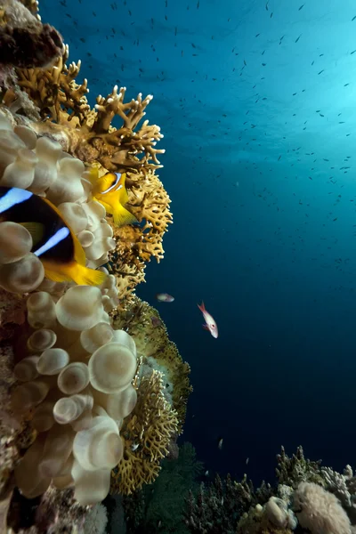 Kabarcık anemone, okyanus ve mercan — Stok fotoğraf