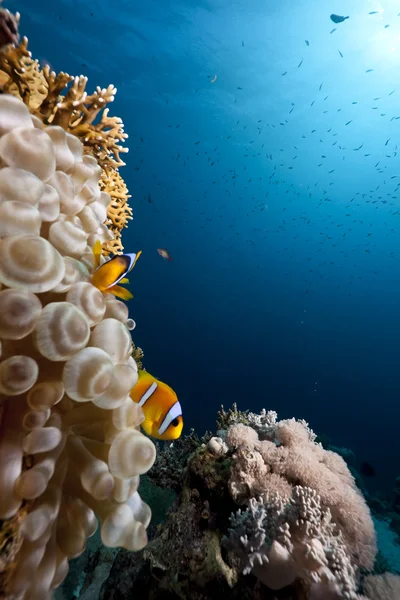 Anémone à bulles, océan et corail — Photo