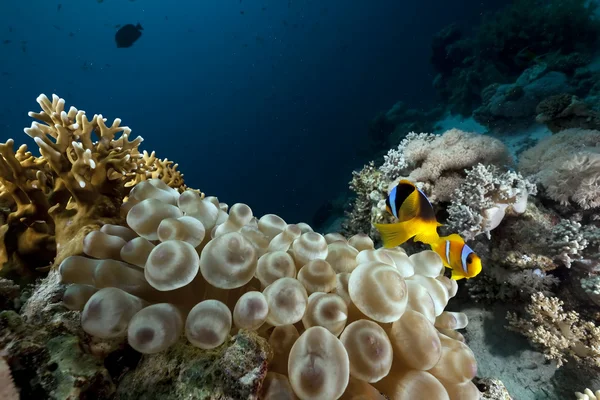 Kabarcık anemone, okyanus ve mercan — Stok fotoğraf